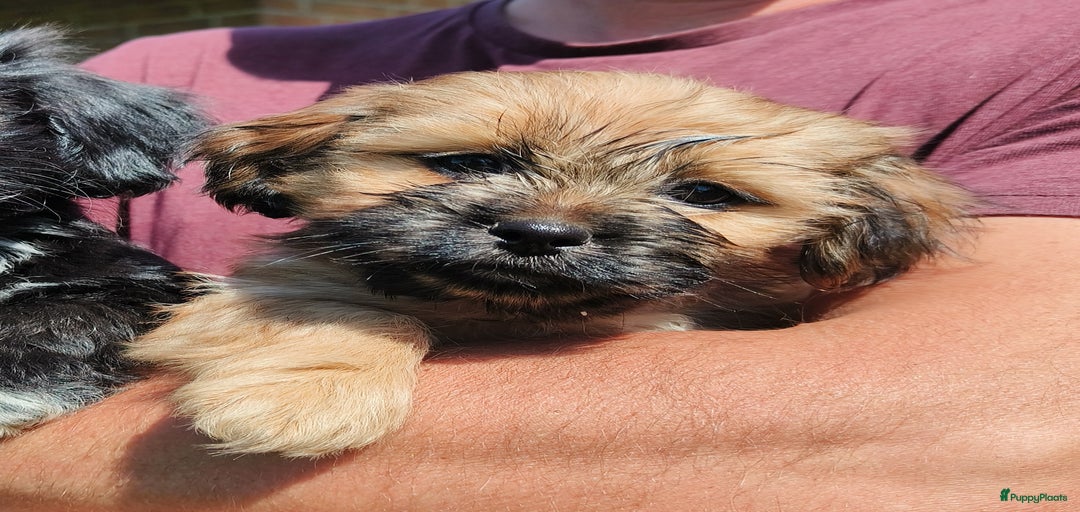 Galerij afbeelding {{count}}