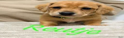 Kruising honden te koop: Prachtige red/cream - Advertentie 2