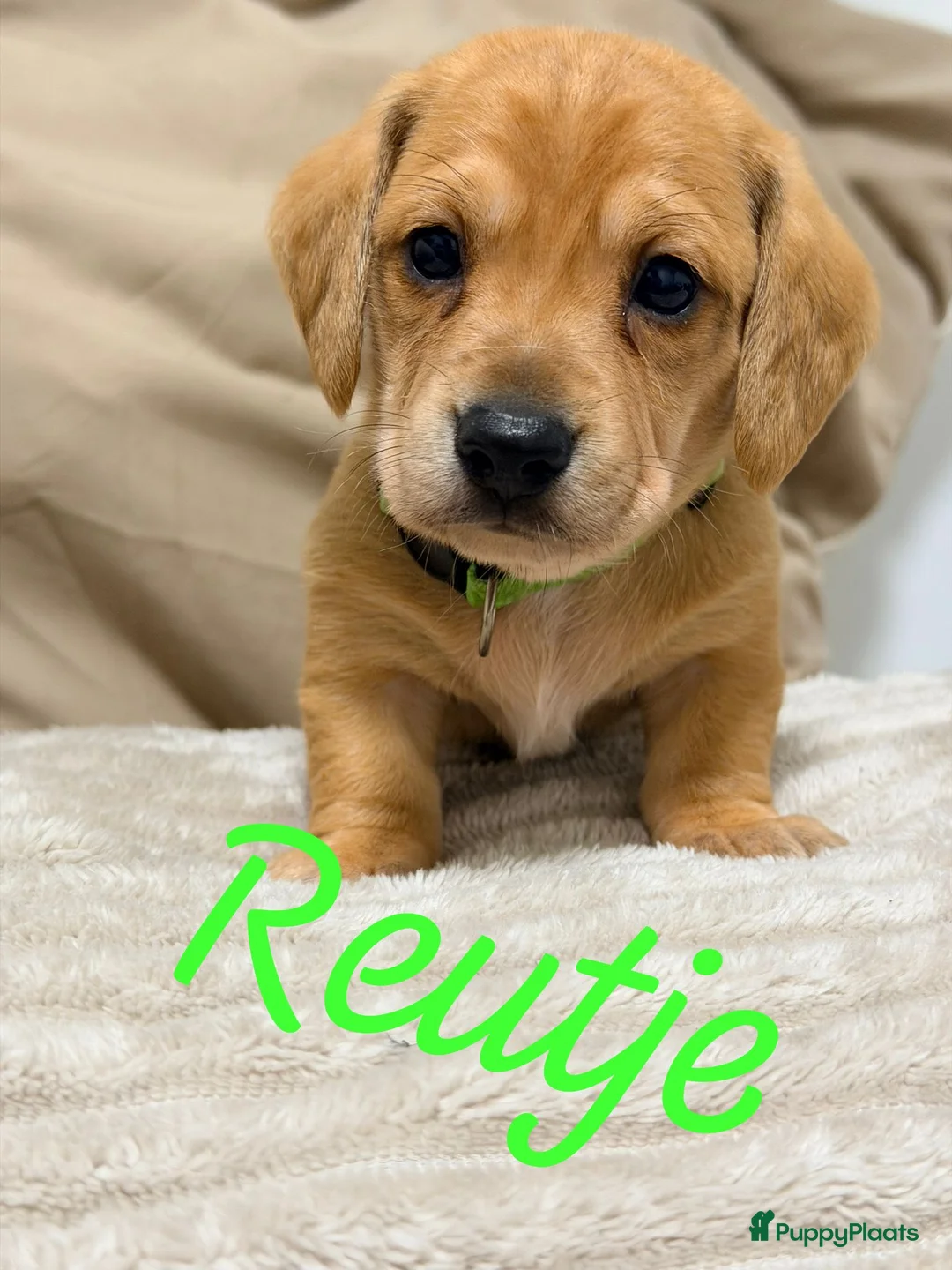 Kruising honden te koop: Prachtige red/cream - Advertentie 2
