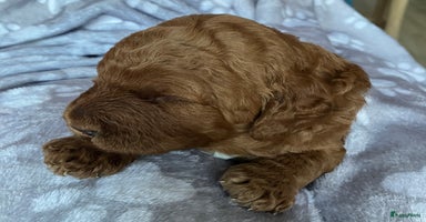 Australian Labradoodle honden - Advertentie 10