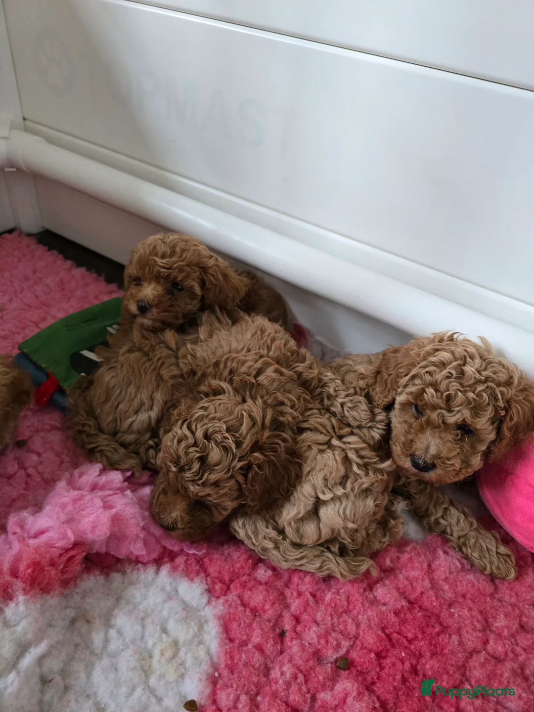 Maltipoo honden te koop: Mooie Maltipoo / toy poedel pup pups - Advertentie 31