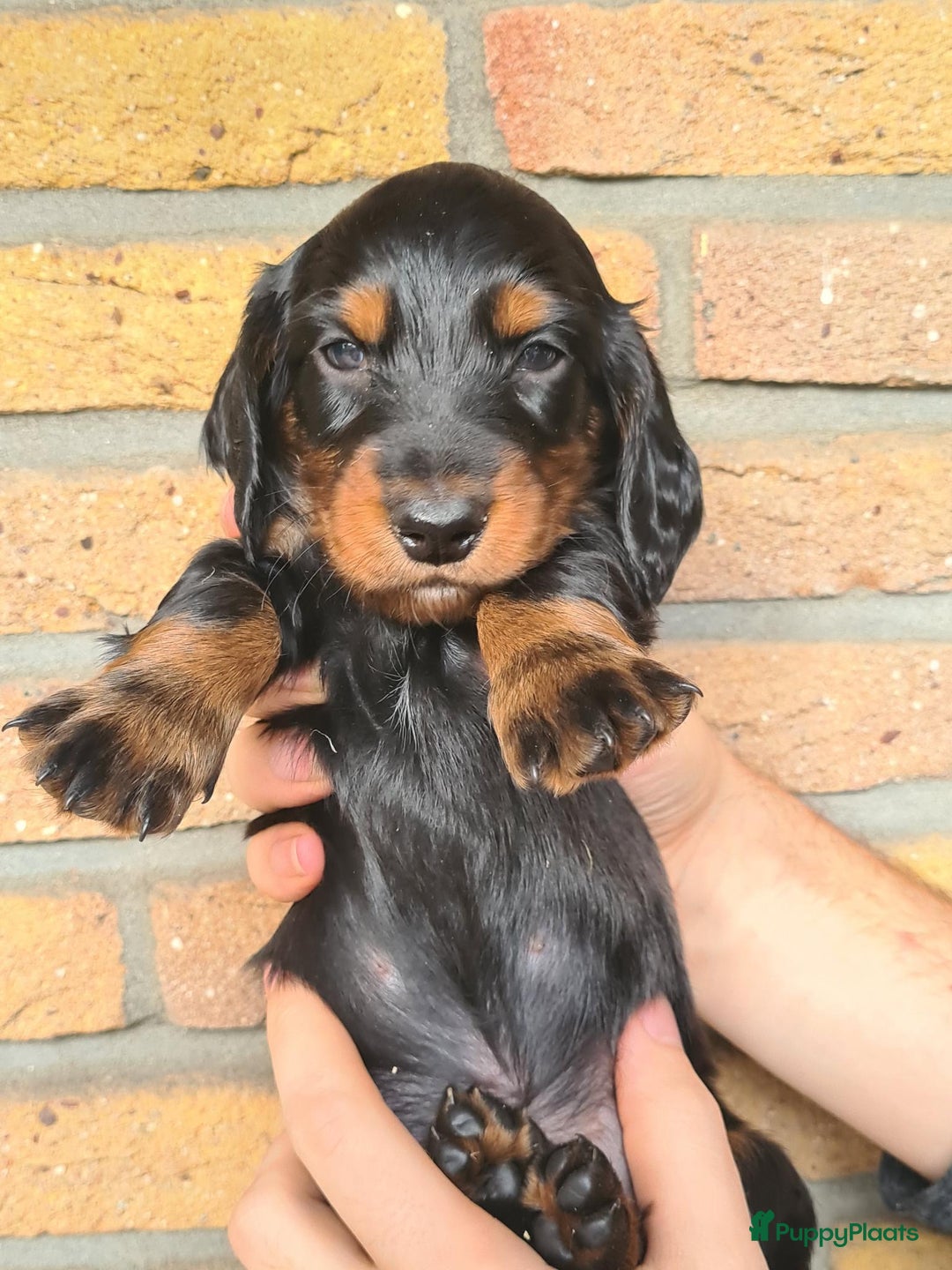 Teckel (langhaar) honden te koop: Eén pup beschikbaar Standaard langhaar teckel pups - Advertentie 8