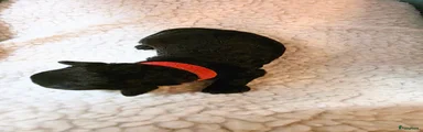 Poedel Toy 1