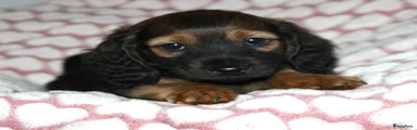 Teckel (langhaar) Puppy 2