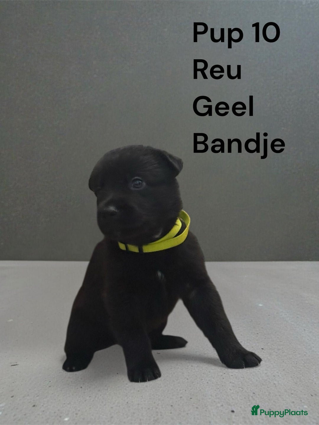 Kruising honden te koop: Kruising mechelse Hollandse herder x duitse herder - Advertentie 4