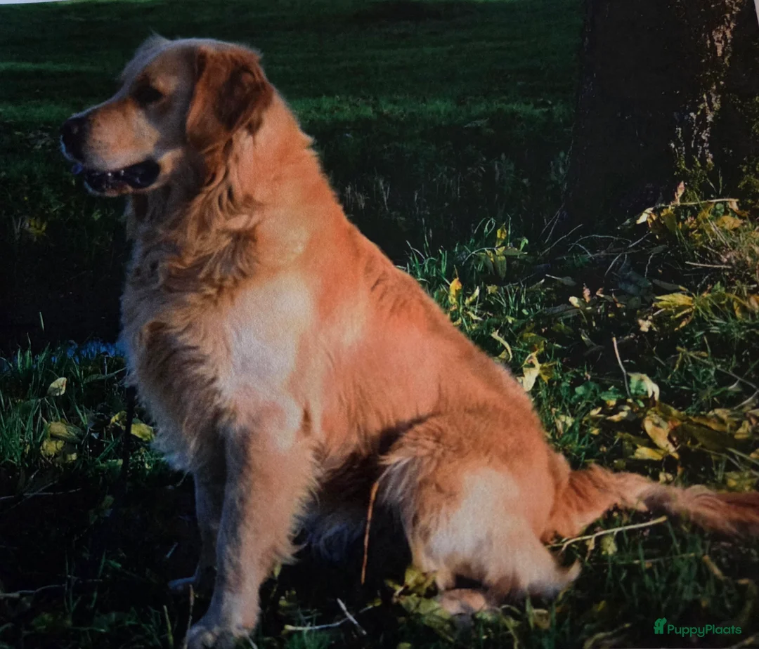 Golden Retriever honden te koop: Golden retriever pups - Advertentie 6