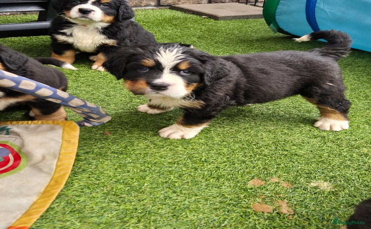 Berner Sennenhond honden in Achterveld - Advertentie 3