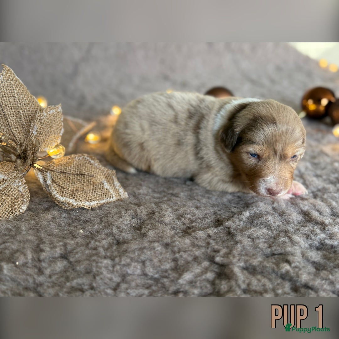 Australian Shepherd honden te koop: Prachtig nestje raszuivere Australian Shepherds - Advertentie 31