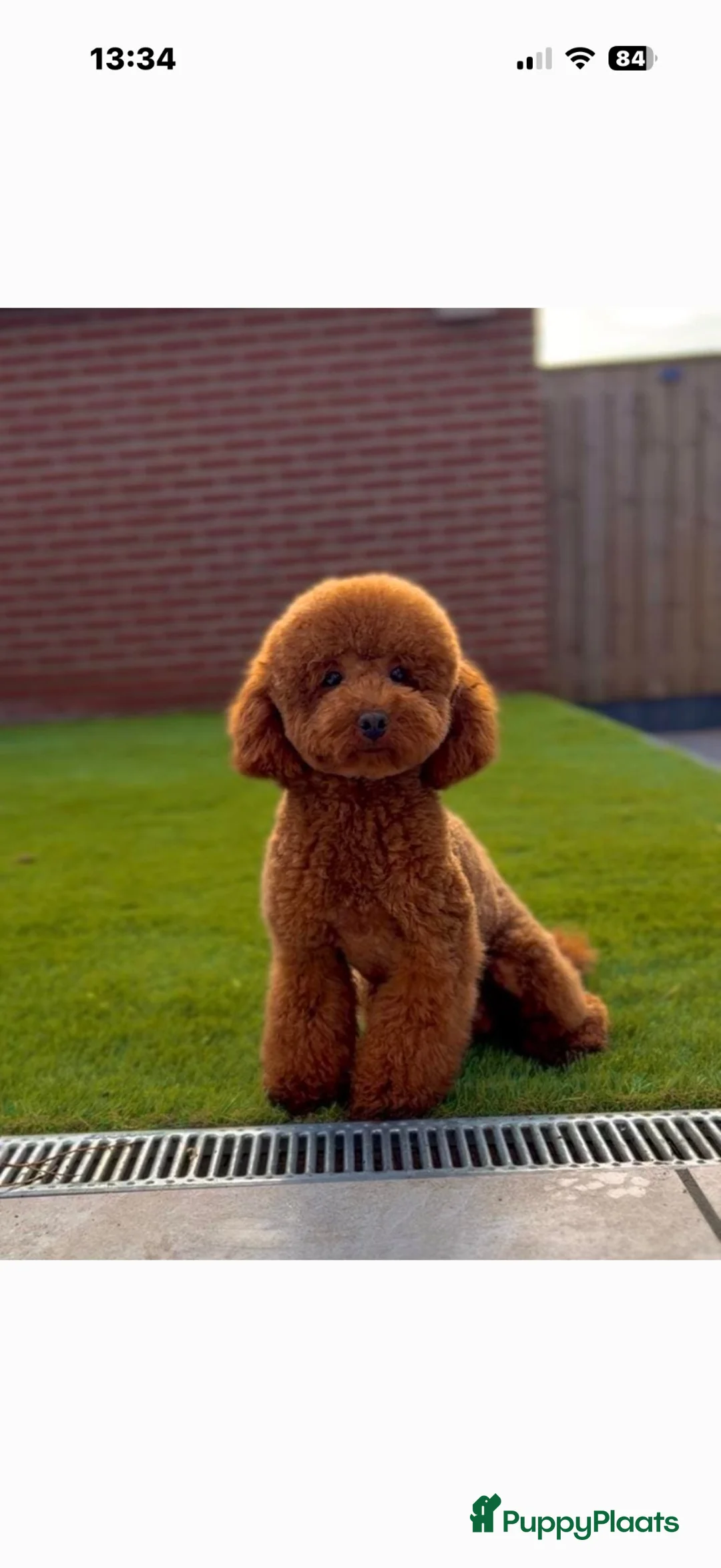 Poedel Toy honden te koop: Toy pooedel teefjes  - Advertentie 2