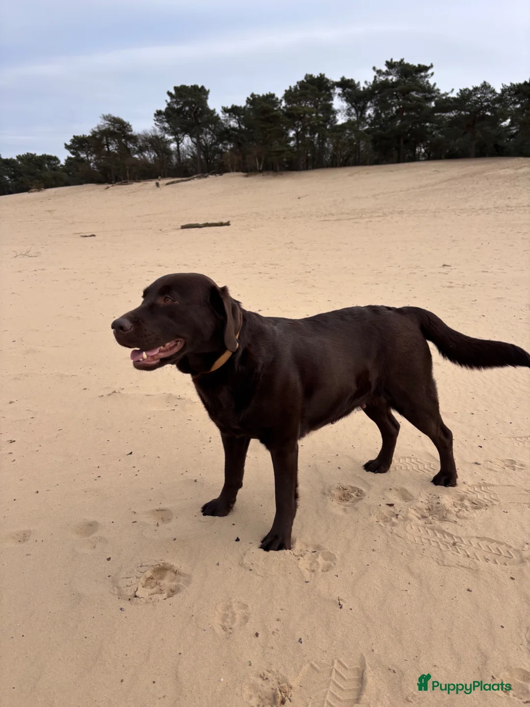 Labrador Retriever honden te koop: Mooie bruine labrador pups met stamboom in Geertruidenberg - Advertentie 2