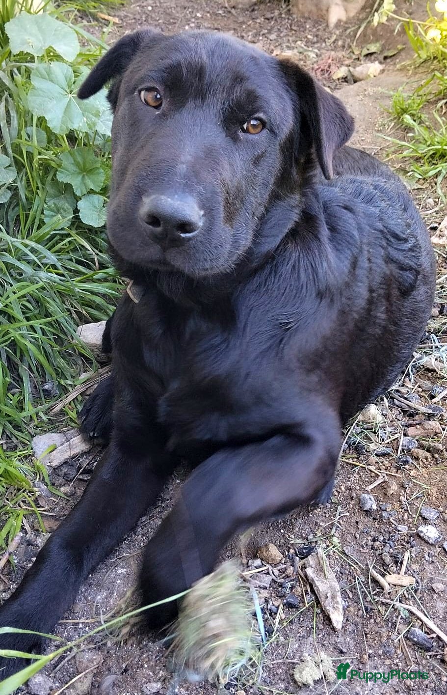 Kruising honden polar een schat van een hond!!!!!! - Advertentie 1