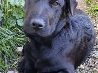 Kruising honden polar een schat van een hond!!!!!! - Advertentie 1