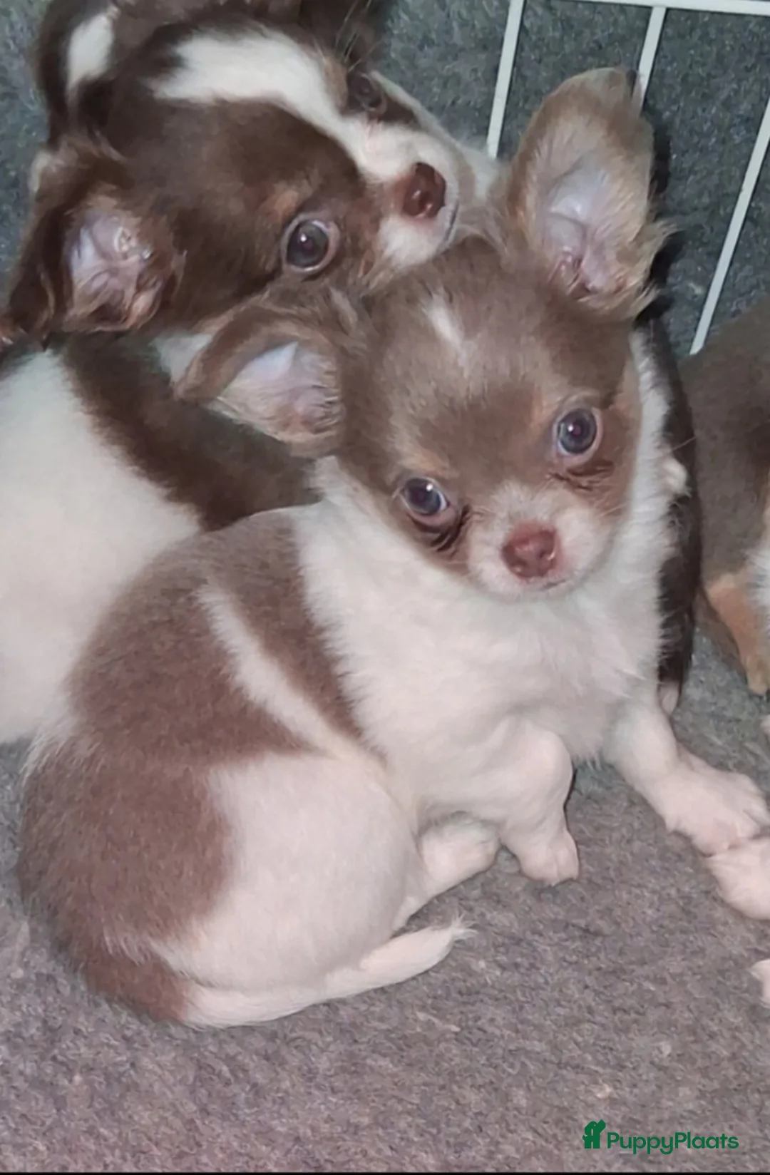 Chihuahua honden te koop: chihuahua teefje  - Advertentie 1