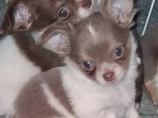 Chihuahua honden chihuahua teefje - Advertentie 15