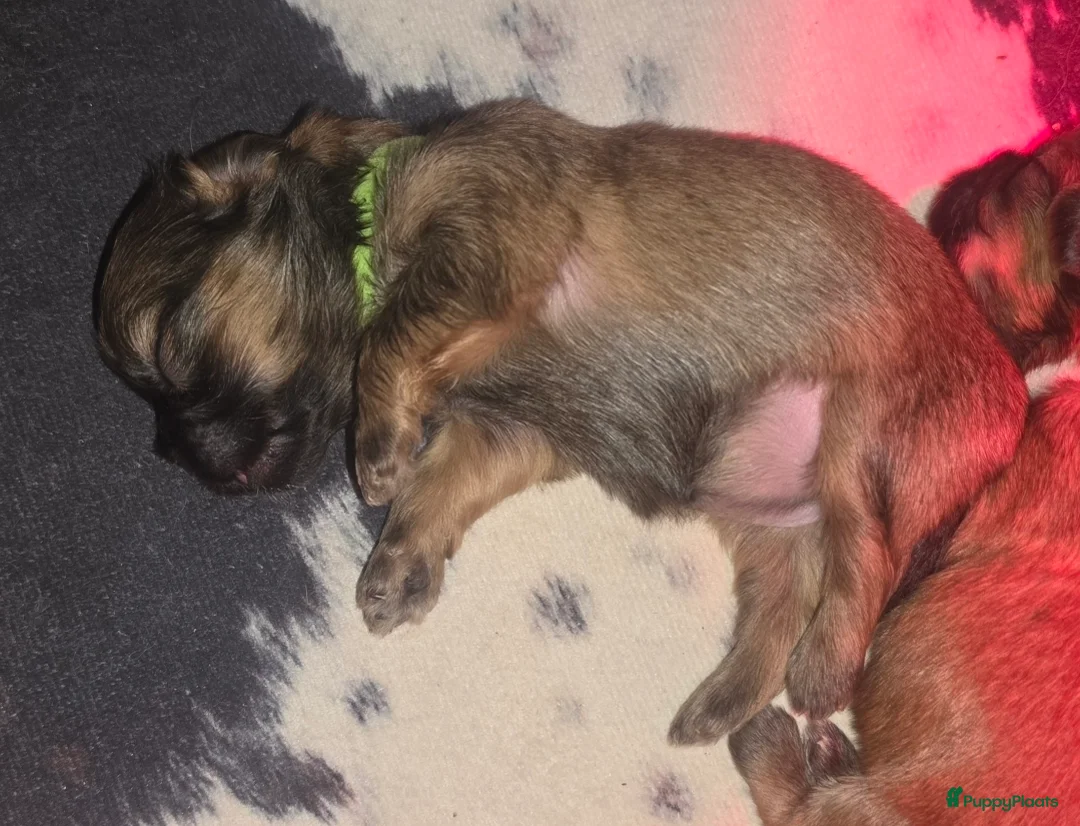 Kruising honden te koop: Boomer pups 14-1 geboren (Shih-Tzu x Boomer) - Advertentie 25