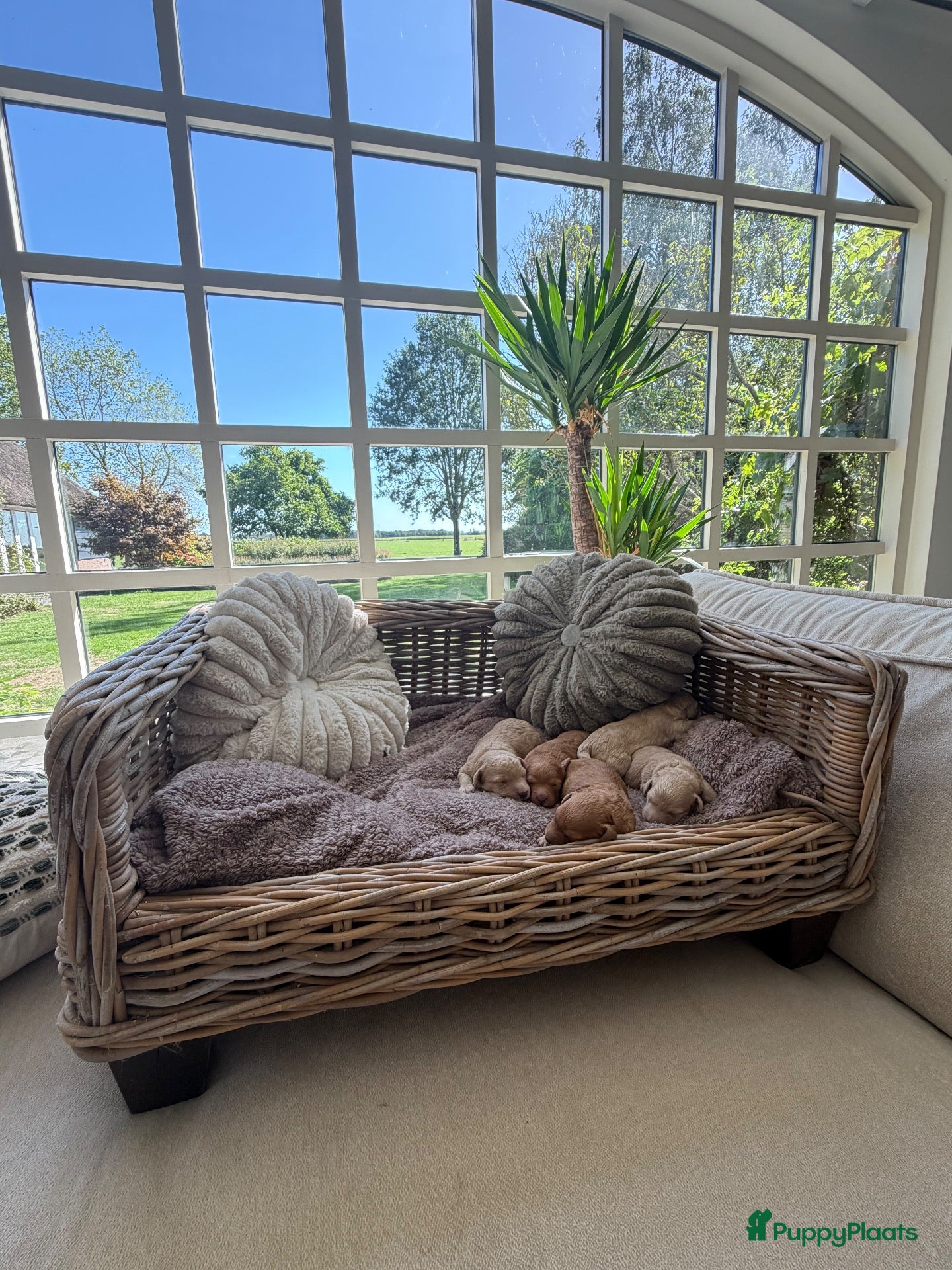 Labradoodle honden Mini Labradoodle  - Advertentie 2