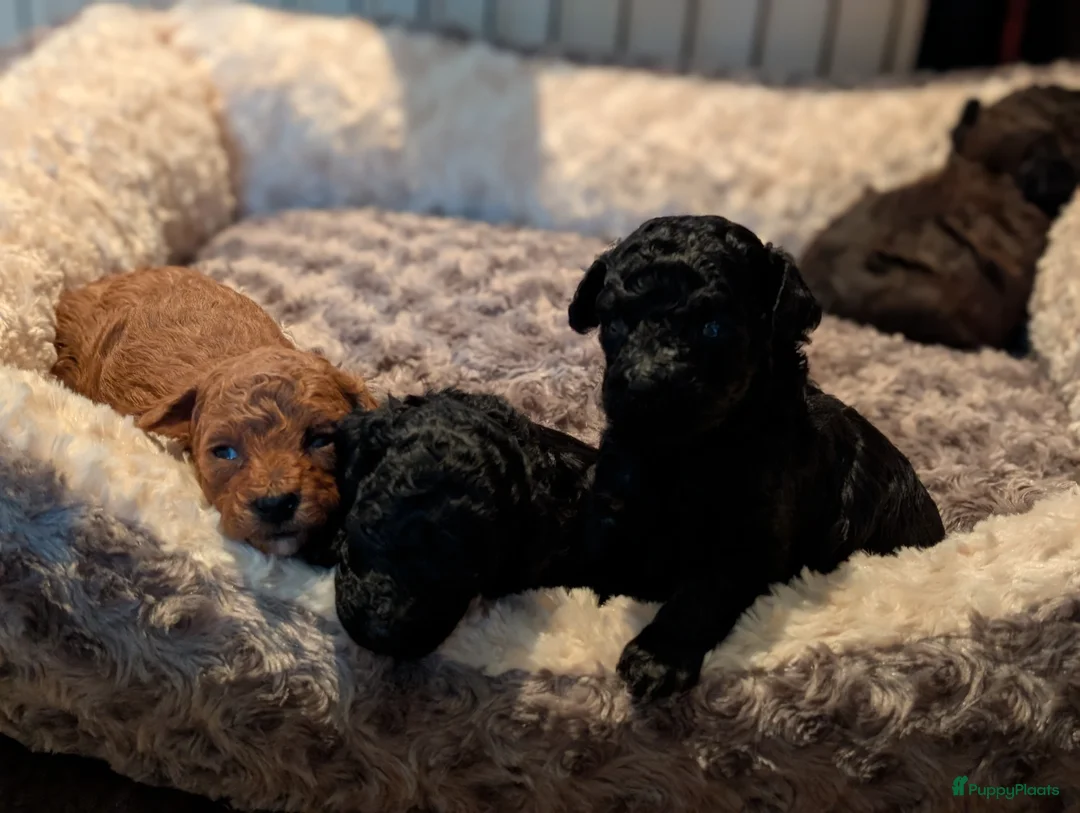 Poedel Toy honden te koop: Toypoedel puppies  - Advertentie 16