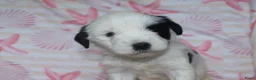 Tibetaanse Terriër honden te koop: Tibetaanse terrier pups met stamboom  - Advertentie 4