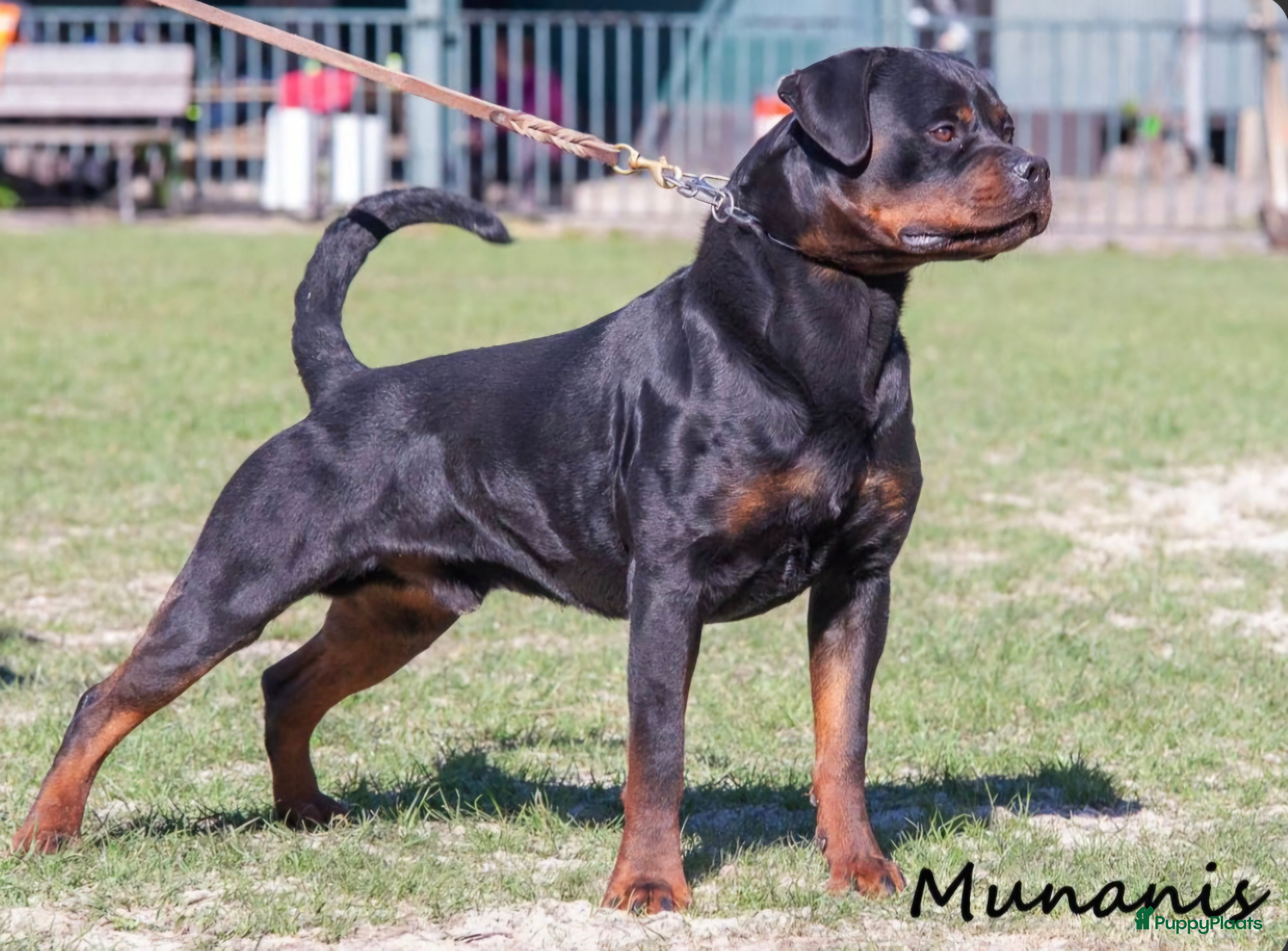 Rottweiler honden Rottweiler pups met stamboom verwacht  - Advertentie 2