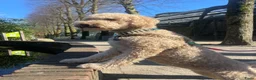 Goldendoodle honden te koop: Goldendoodle Pups verwacht 09/06 - Advertentie 4
