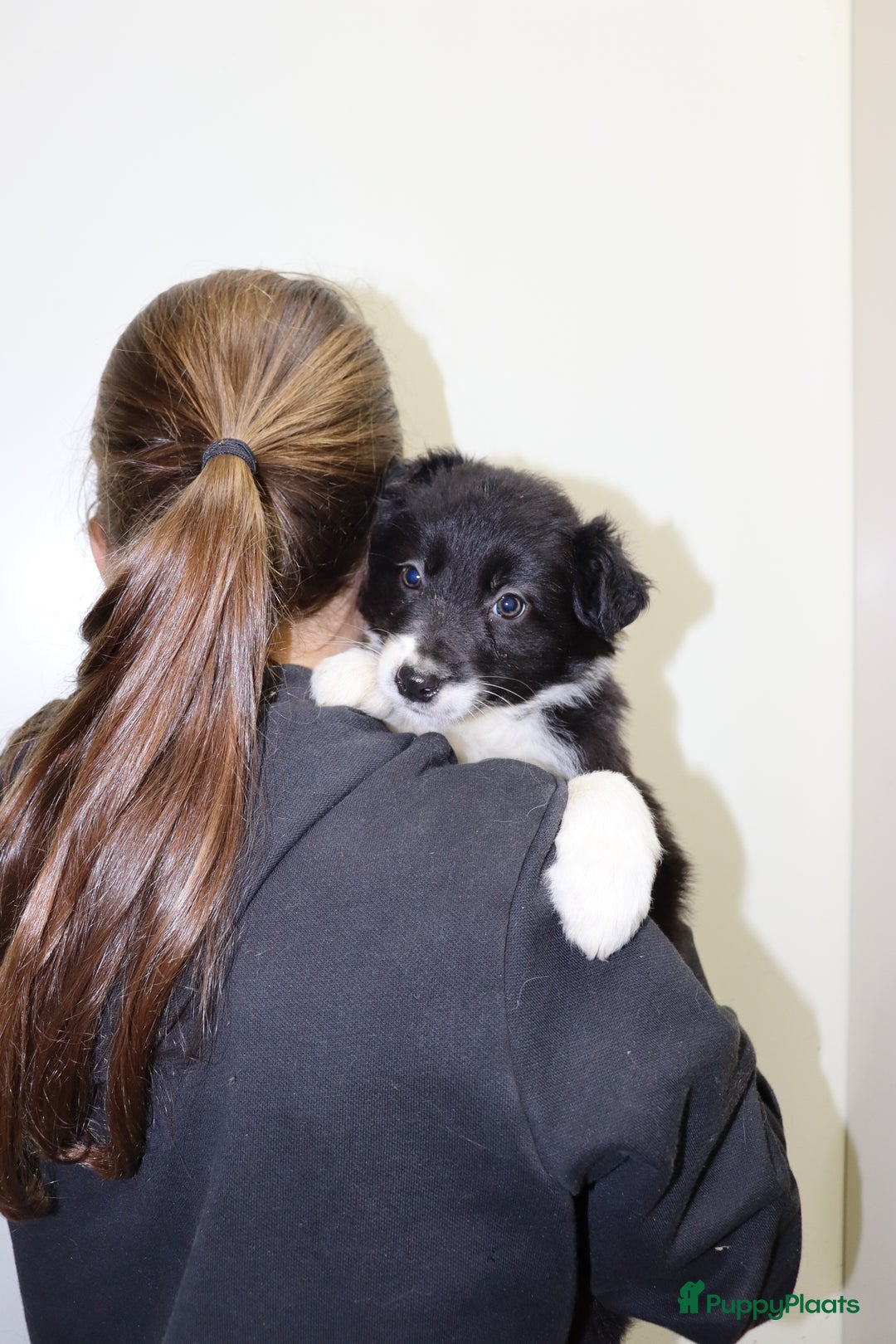 Border Collie honden te koop: Super Schattige border collie pups te koop - Advertentie 24