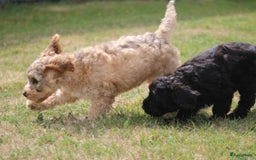 Cockapoo honden te koop: Cockapoo pups - Afbeelding 18