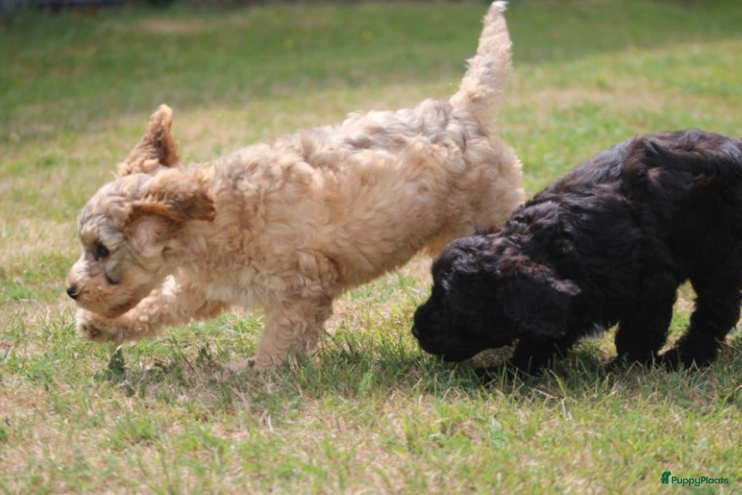 Cockapoo honden te koop: Cockapoo pups - Afbeelding 18