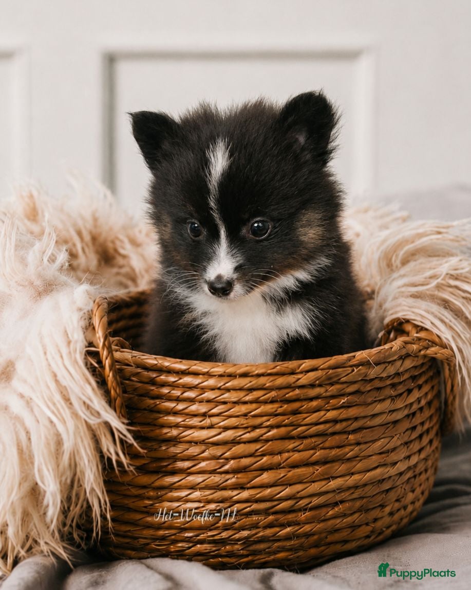 Pomsky honden Twix 💙 F1b pomsky reu - Advertentie 4