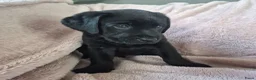 Labrador Retriever honden te koop: Labrador pups - Advertentie 9