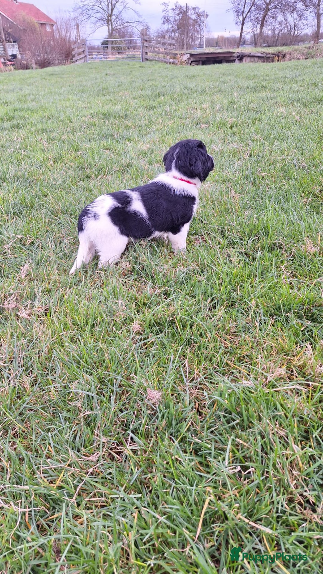 Friese Stabij honden te koop: Te koop Friese stabij pups - Advertentie 6