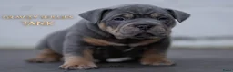 Amerikaanse Bully honden te koop: American Bully pocket pups verwacht rond november  - Advertentie 16