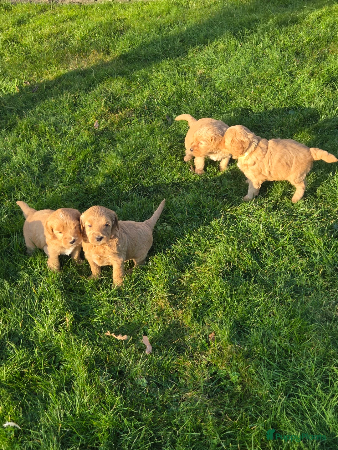 Kruising honden te koop: Labradoodle x Goldendoodle pups - Advertentie 29