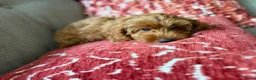 Poedel Toy honden te koop: Toy poedel pups reutje en teefje - Advertentie 8