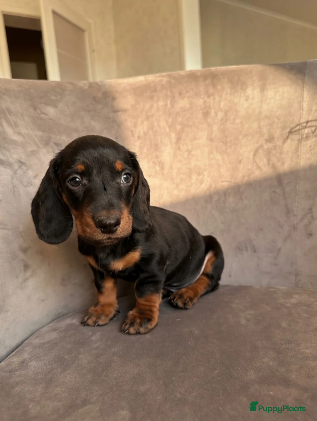 Teckel (korthaar)  honden te koop: Dwergteckel korthaar pupjes  in Amsterdam - Advertentie 1