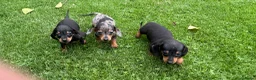 Teckel (korthaar)  honden te koop: Kortharige dwergteckel pups  - Advertentie 1