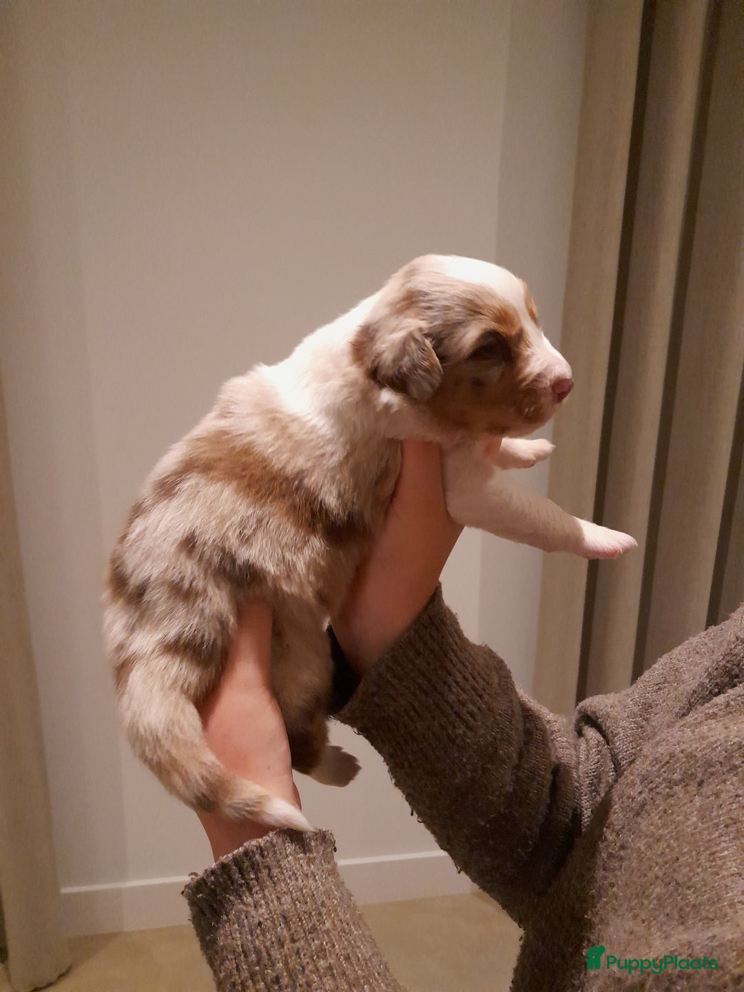 Australian Shepherd honden te koop: Lieve raszuivere australian shepherd pups  - Advertentie 5