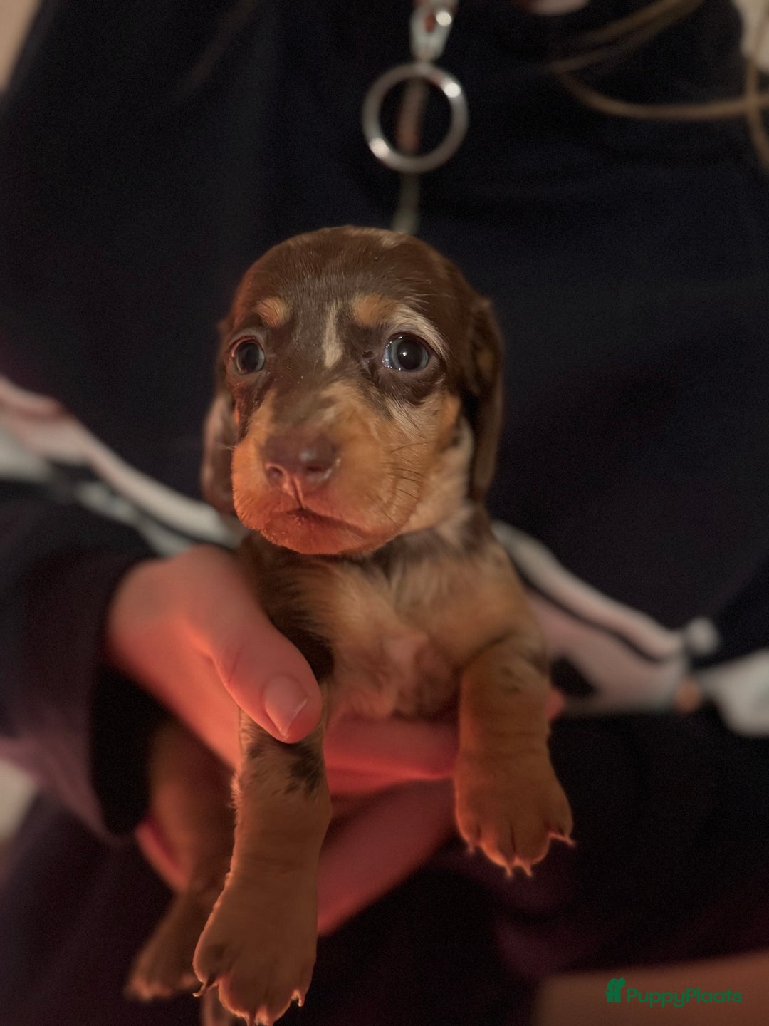 Teckel (korthaar)  honden te koop: Teckel puppy’s  - Advertentie 13