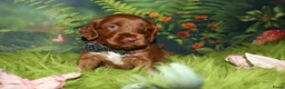 Australian Labradoodle honden te koop: 1 teefje en 3 reutjes Australian labradoodle pups - Advertentie 3