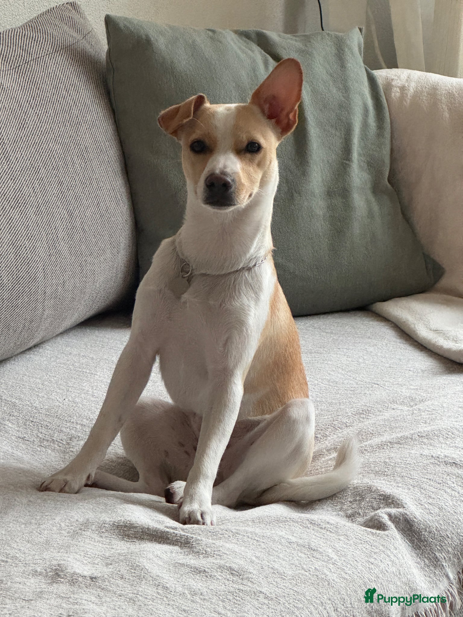 Boerenfox honden ter dekking: Lieve Boerenfox reu zoekt teef in Tilburg - Advertentie 5