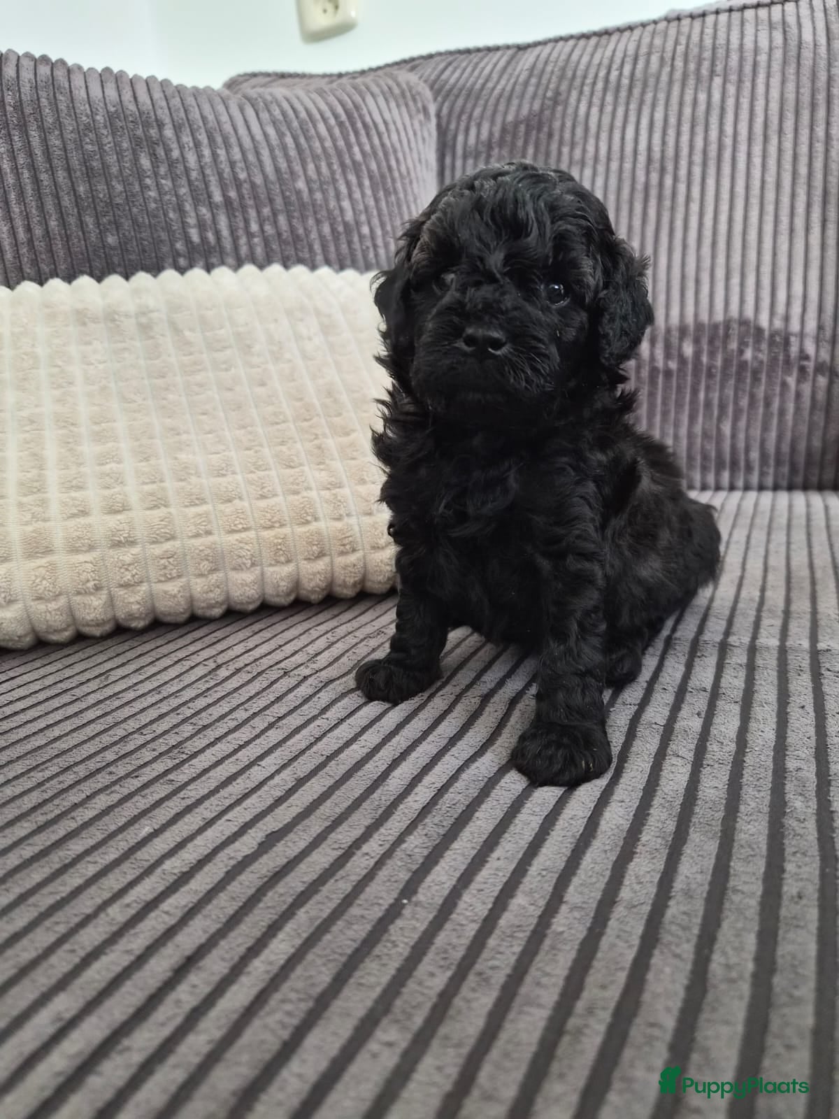 Poedel Toy honden Allerliefste toy teefje en Reutje 💞 - Advertentie 12