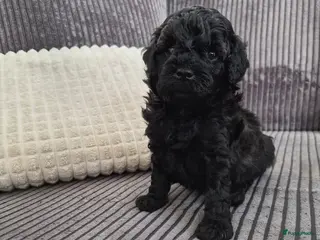 Poedel Toy honden Allerliefste toy teefje en Reutje 💞 - Advertentie 12