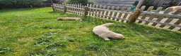 Golden Retriever honden te koop: Golden Retriver pups mogen de nest uit ! - Advertentie 5