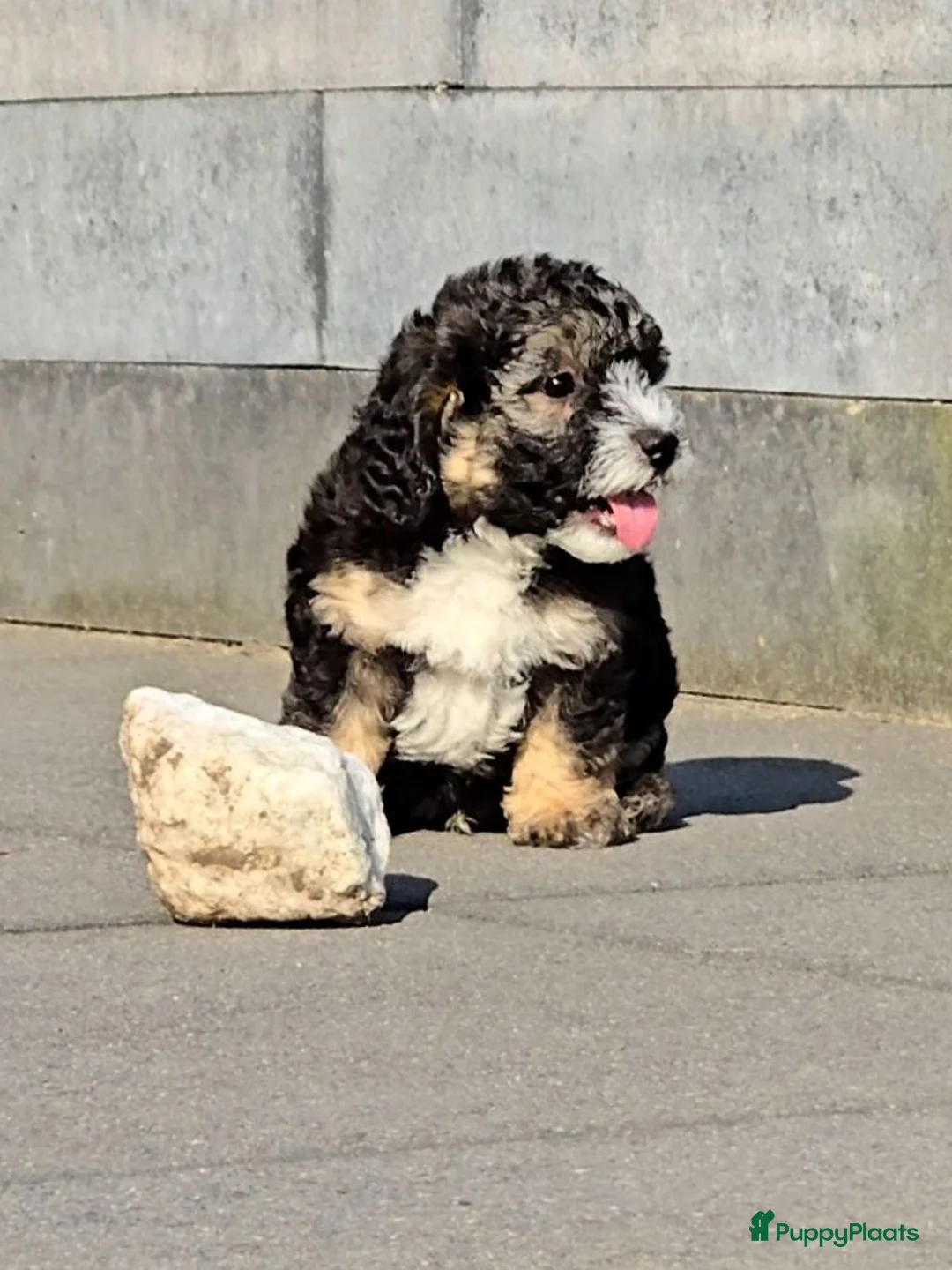 Maltipoo honden te koop: 🥰 9 Prachtige Maltipoo pups! Unieke kleuren 🐶 - Advertentie 2