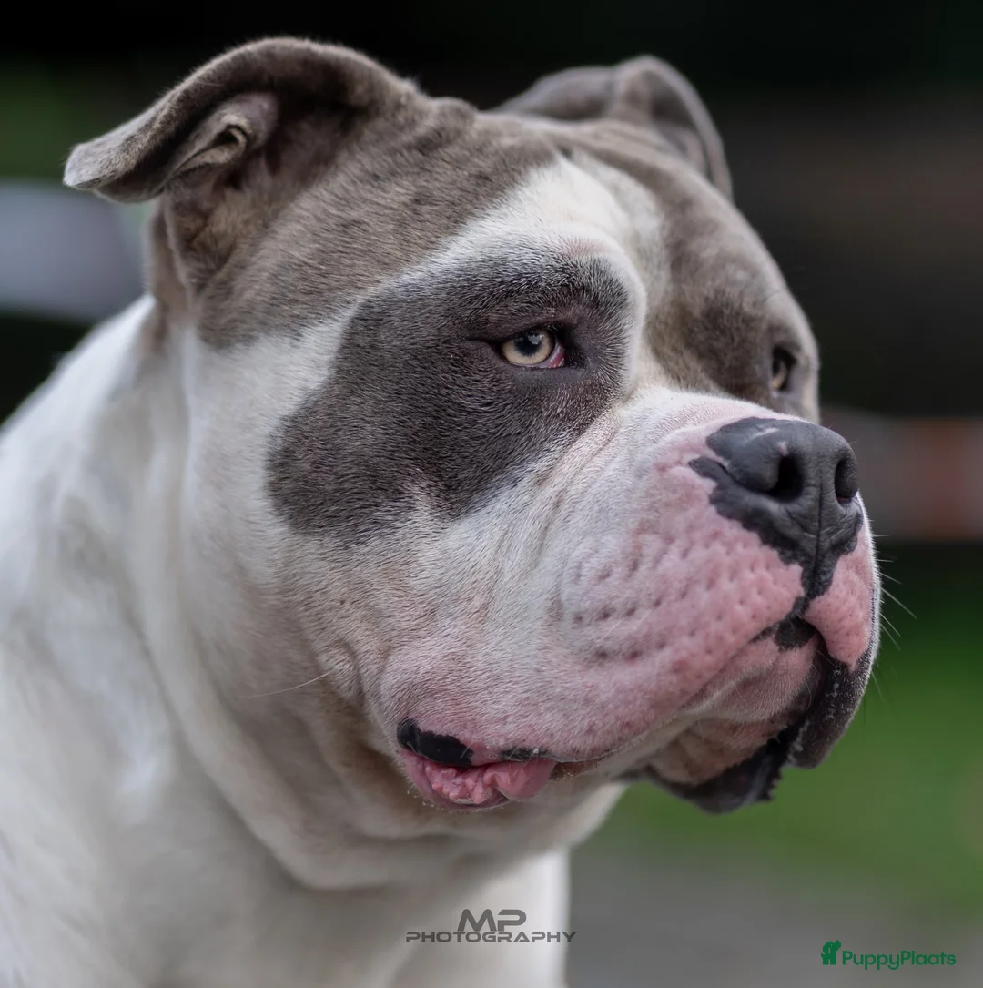 Amerikaanse Bully honden ter dekking: American Bully XL Dekreu  - Advertentie 2