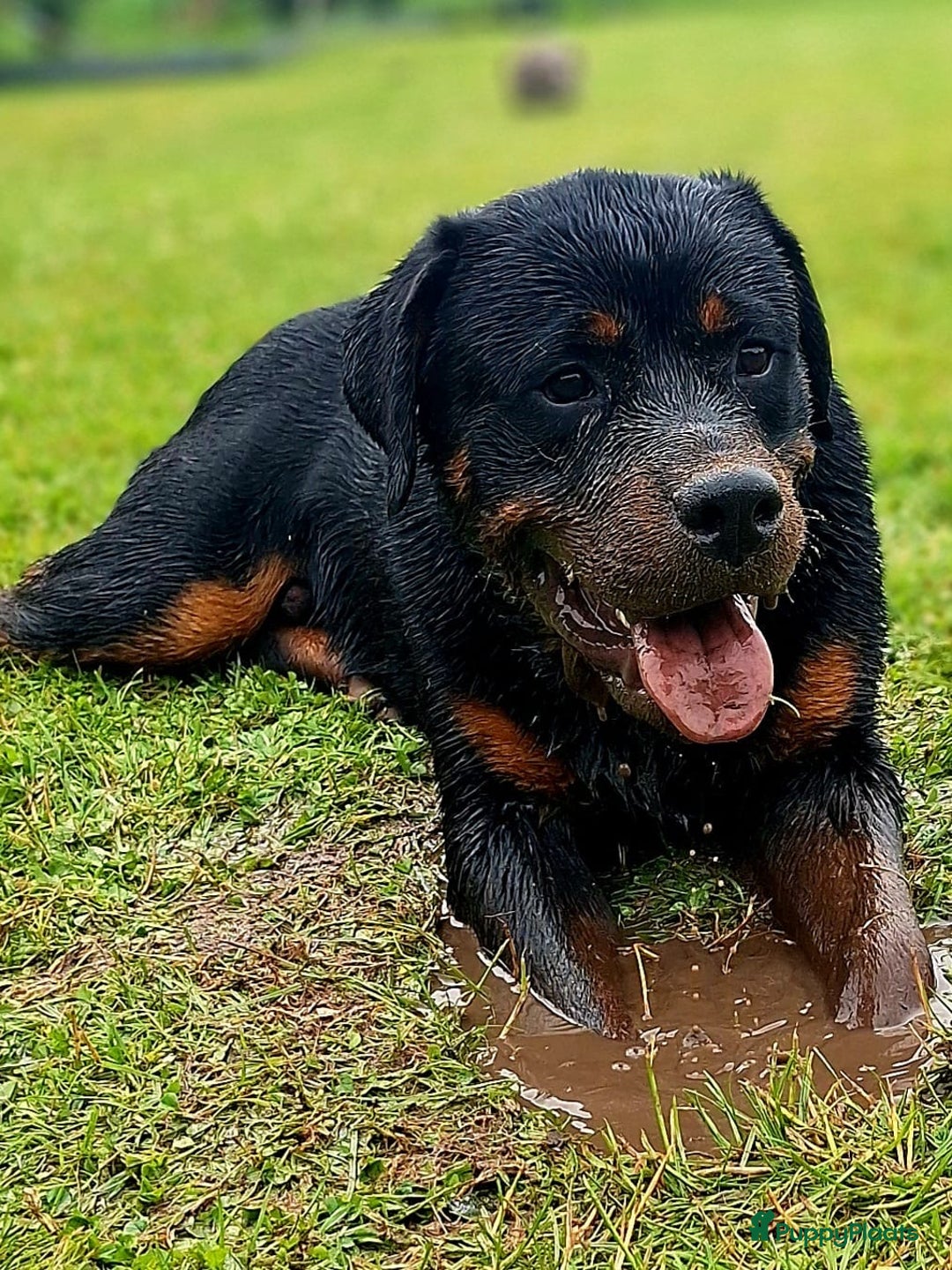 Rottweiler honden te koop: Deze knapperd zoekt nieuw huisje - Advertentie 2