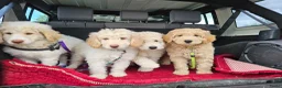 Kruising honden te koop: Wit medium doodle teefje!! - Advertentie 3