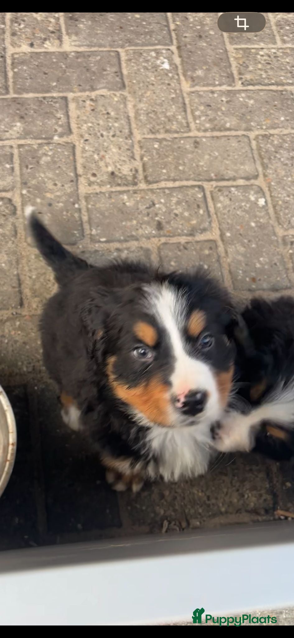 Berner Sennenhond honden Bernersennen reutje - Advertentie 2