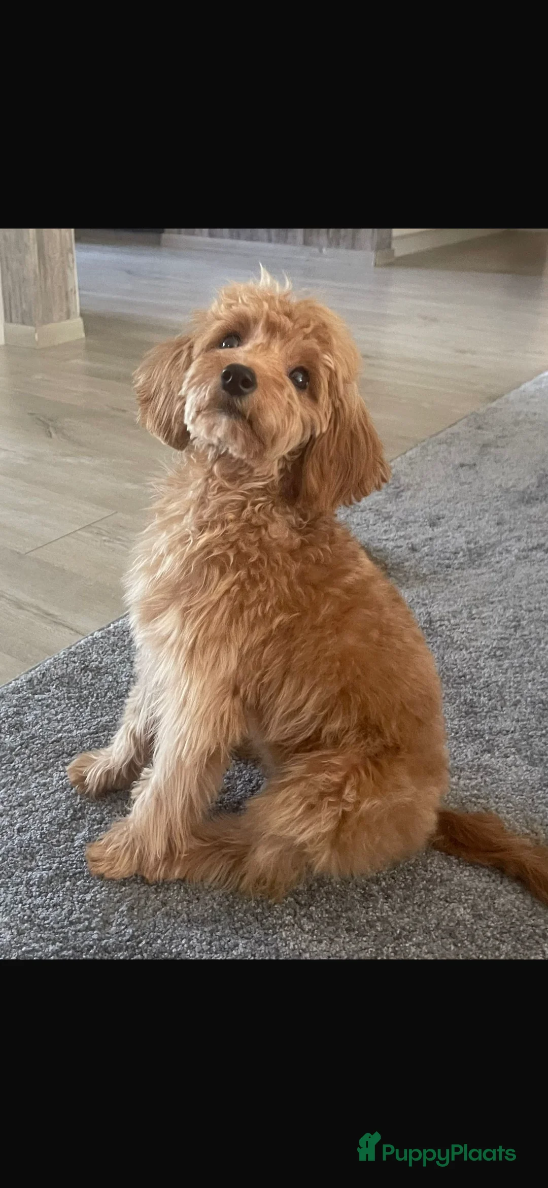 Goldendoodle honden te koop: Prachtige goldendoodle mini s  - Advertentie 19