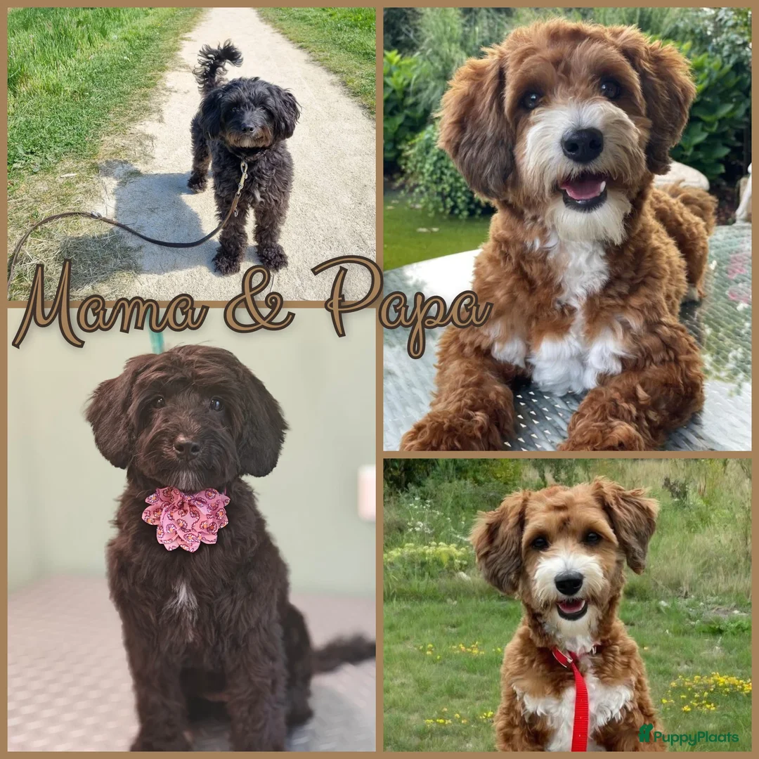 Maltipoo honden te koop: Prachtige Maltipoo pups - Huiskamernestje - Advertentie 6