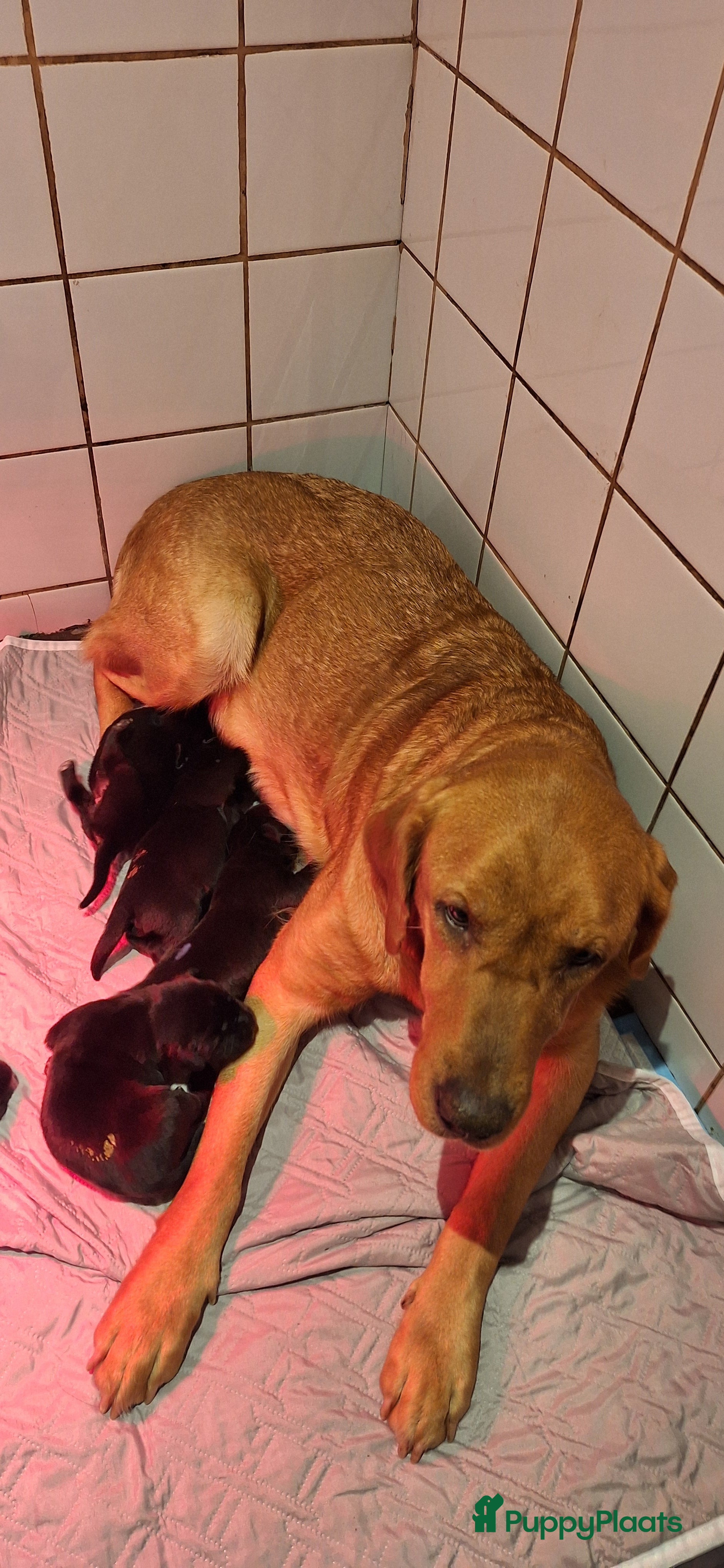 Labrador Retriever honden Gezonde en liefdevolle labrador pups - Advertentie 3